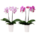 Orchid Plant Delivery Japan