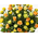 Flowers Online Japan – 50 Mix Roses
