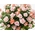 50 Pink Rose in Japanese – Elegant Arrangement