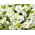 Sympathy Flowers to Japan – White Arrangement