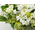 Sympathy Flowers to Japan – White Arrangement
