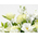 Sympathy Flowers to Japan – White Arrangement
