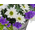 funeral-flower-japan-white-and-purple-arrangement