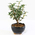 bonsai japan online shop