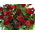 Cheap Flower Delivery Japan – Red Roses Arrangement
