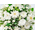 Funeral Flower Japan – Mums Arrangement