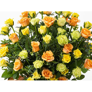 Flowers Online Japan – 50 Mix Roses