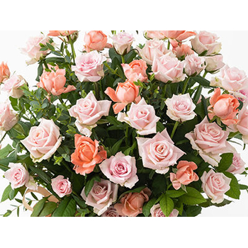 50 Pink Rose in Japanese – Elegant Arrangement