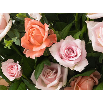 Pink Rose in Japanese