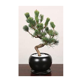 Pinus Parviflora Bonsai – Bonsai Japan