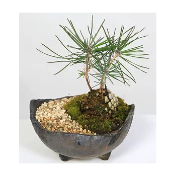 Pine Cone - Japanese Bonsai