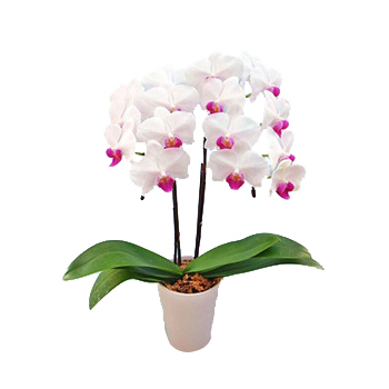 White Middy Phalaenopsis - Bonsai Japan Online Shop