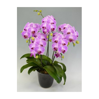 Candy Sorella Orchids Potted Plants Japan