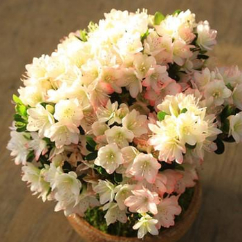 Japan Bonsai Tree for Sale