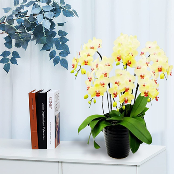 Phalaenopsis Plant – Japan Plant Shop