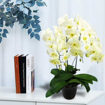 Phalaenopsis Orchids Plant - Indoor Plants Japan