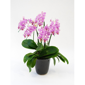 Phalaenopsis Orchid Plant – Japan Plant Shop