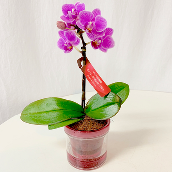 Japanese Orchid Plant - Phalaenopsis Pot