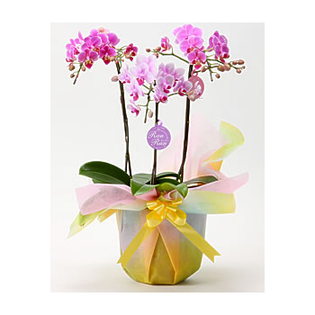 Middy Phalaenopsis Orchid Japan