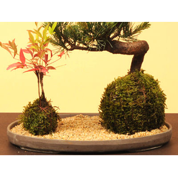 Buy Bonsai from Japan