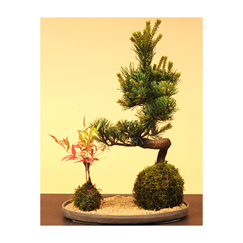 Moss Ball Goyomatsu Nanten - Buy Bonsai from Japan
