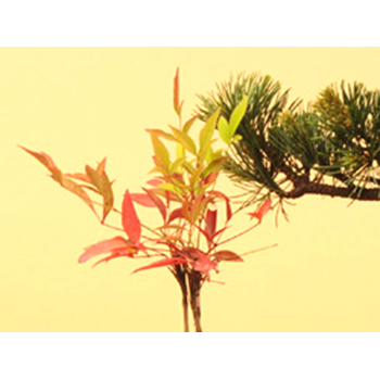 Buy Bonsai from Japan