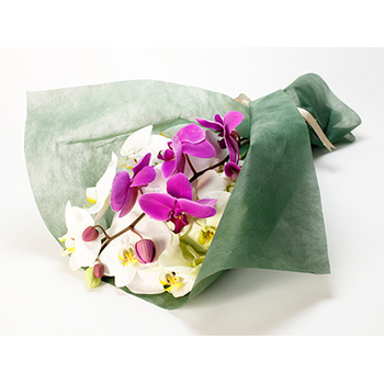 Sending Someone Orchids Japan – Phalaenopsis Bouquet