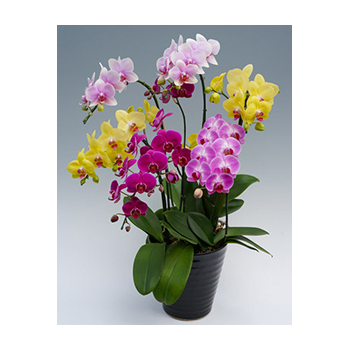 Indoor Plants in Japan