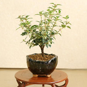 bonsai japan online shop