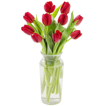 12 Red Tulips in Vase - Send Flower to Japan