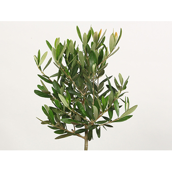 japanese bonsai plant