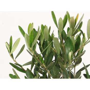 japanese bonsai plant