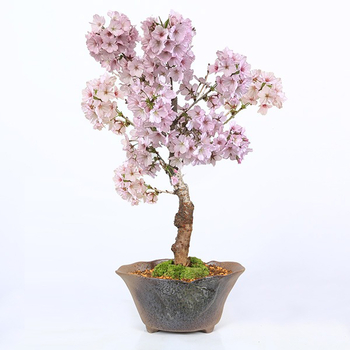 bonsai-delivery-japan