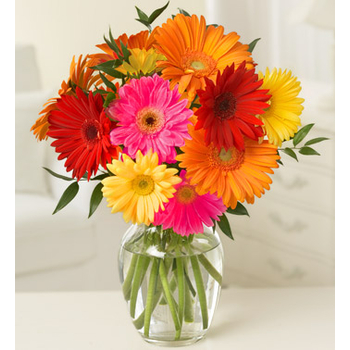 10 Mix Daisies & Gerberas Japan