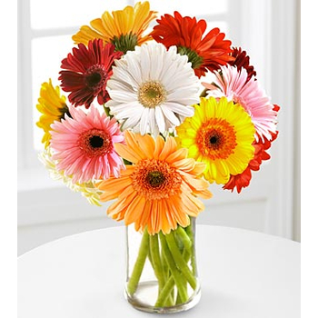 12 Multi-Color Gerbera Daisies Vase - Send Flowers Japan Online
