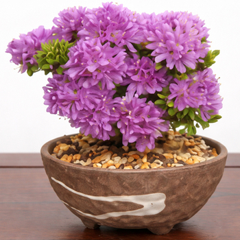 Japanese Bonsai Plant | Azalea Bonsai Japan