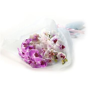 Midi Phalaenopsis Bouquet Delivery Japan