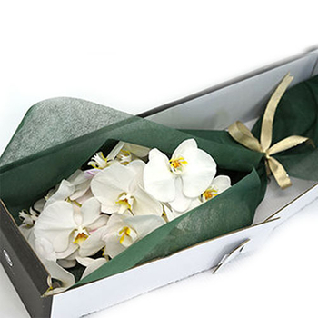 Flower Delivery in Japan Tokyo – White Phalaenopsis