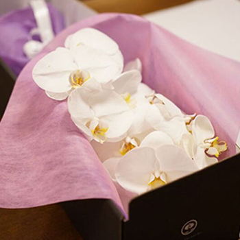 flower-delivery-in-japan-tokyo-white-phalaenopsis