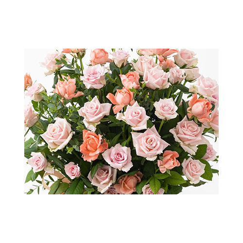 50 Pink Rose in Japanese – Elegant Arrangement