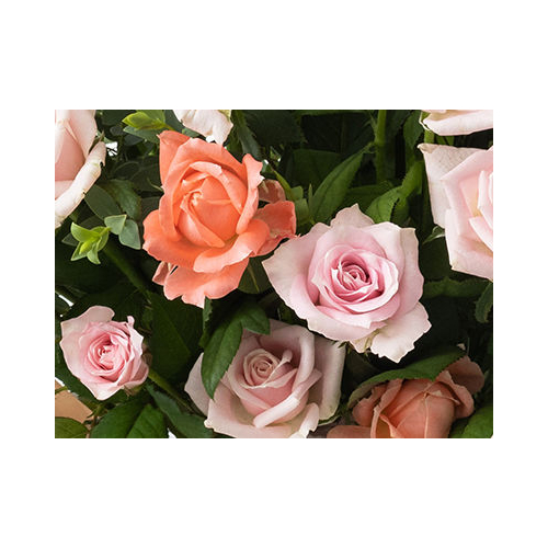 Pink Rose in Japanese