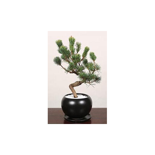 Pinus Parviflora Bonsai – Bonsai Japan