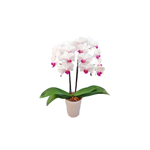 White Middy Phalaenopsis - Bonsai Japan Online Shop