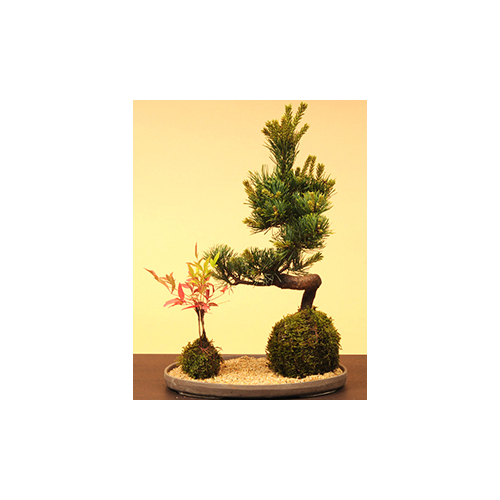 Moss Ball Goyomatsu Nanten - Buy Bonsai from Japan