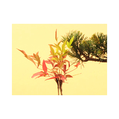 Buy Bonsai from Japan