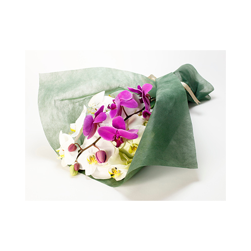 Sending Someone Orchids Japan – Phalaenopsis Bouquet