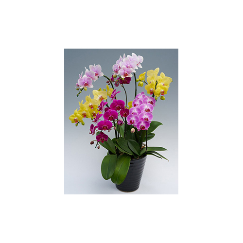 Indoor Plants in Japan