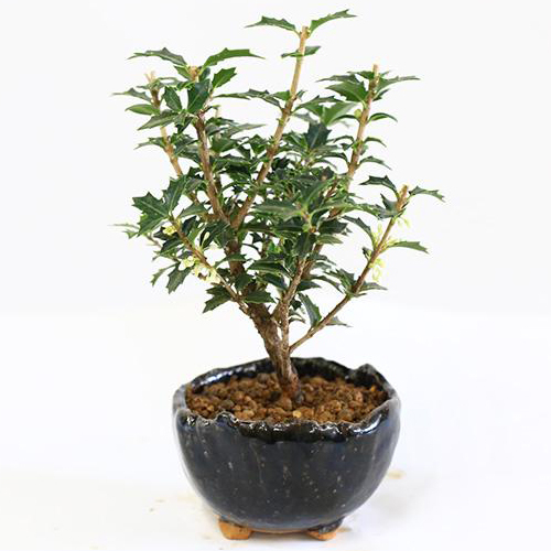 bonsai japan online shop