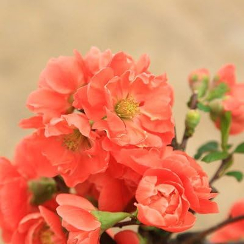 Japan Plant Shop – Chinese Quince Bonsai
