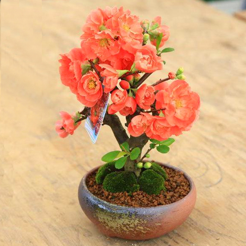 Japan Plant Shop – Chinese Quince Bonsai
